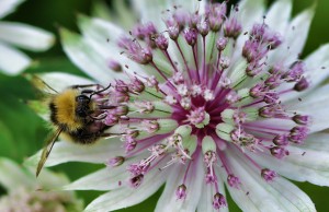 Astrantia Major and the Bombus          